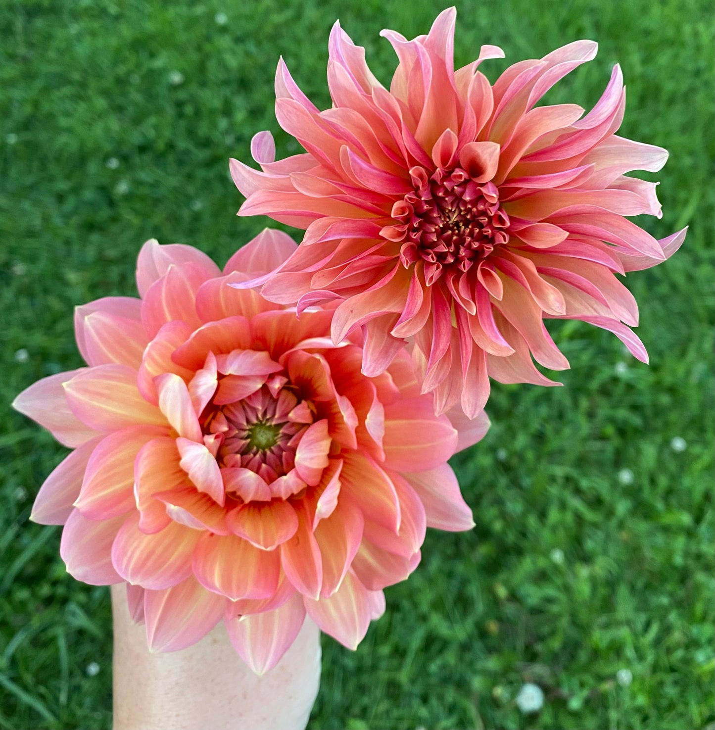 River's Can't Elope Dahlia Tuber