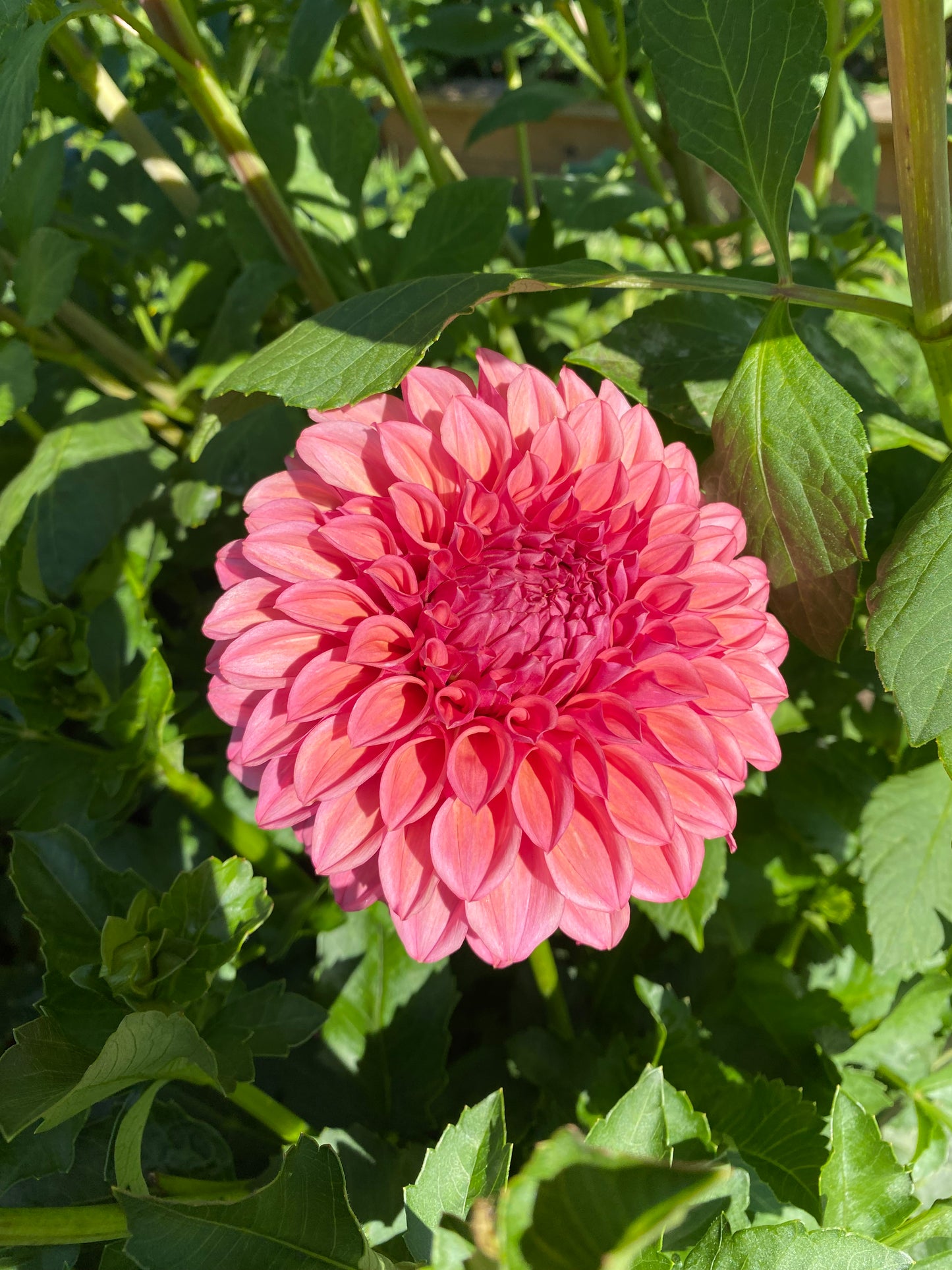 Orange Globe Dahlia Tuber
