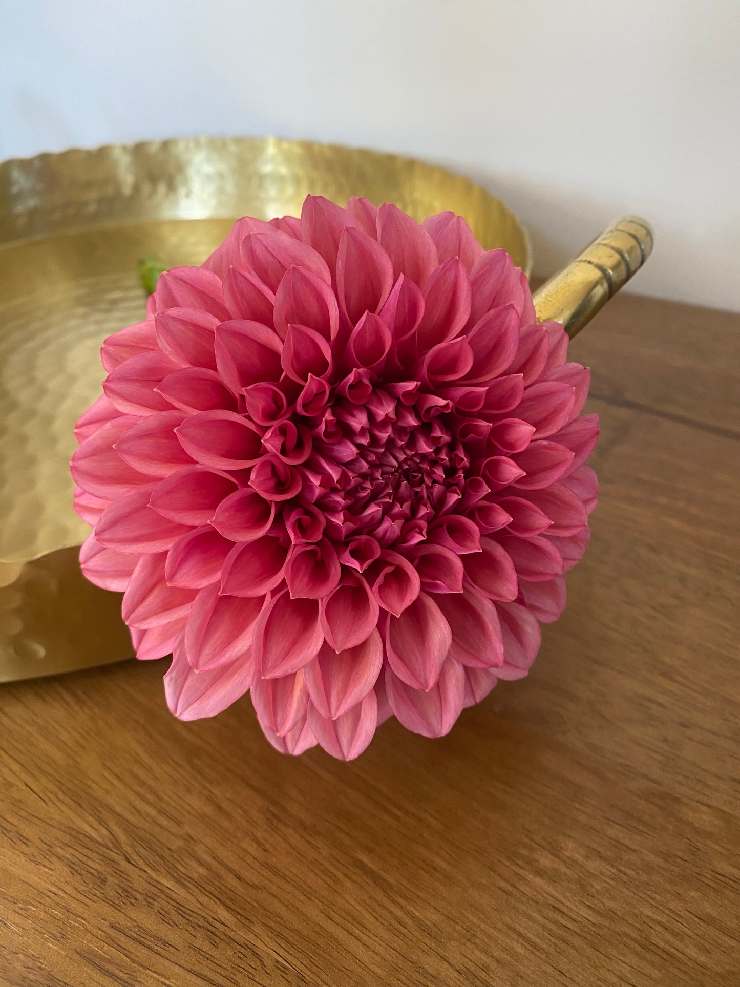 Orange Globe Dahlia Tuber