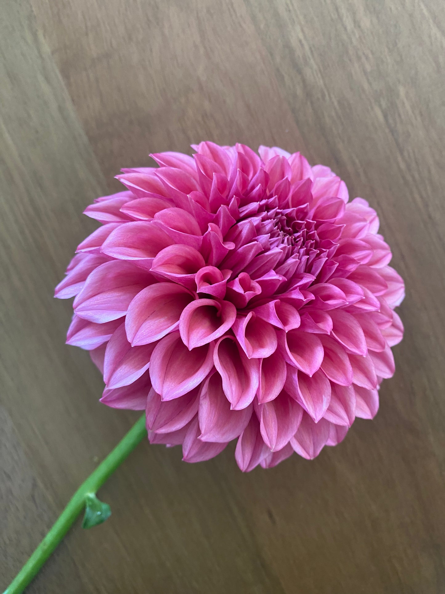 Orange Globe Dahlia Tuber