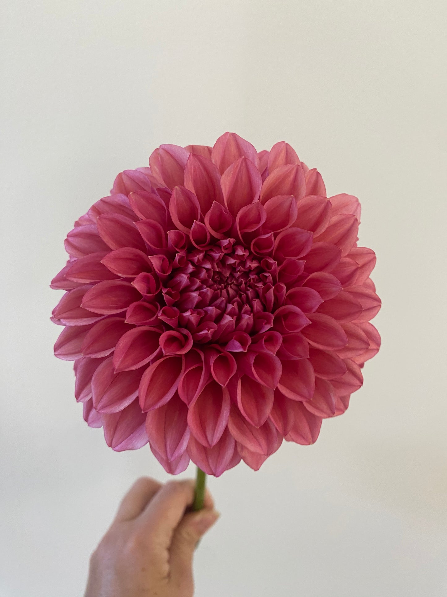Orange Globe Dahlia Tuber