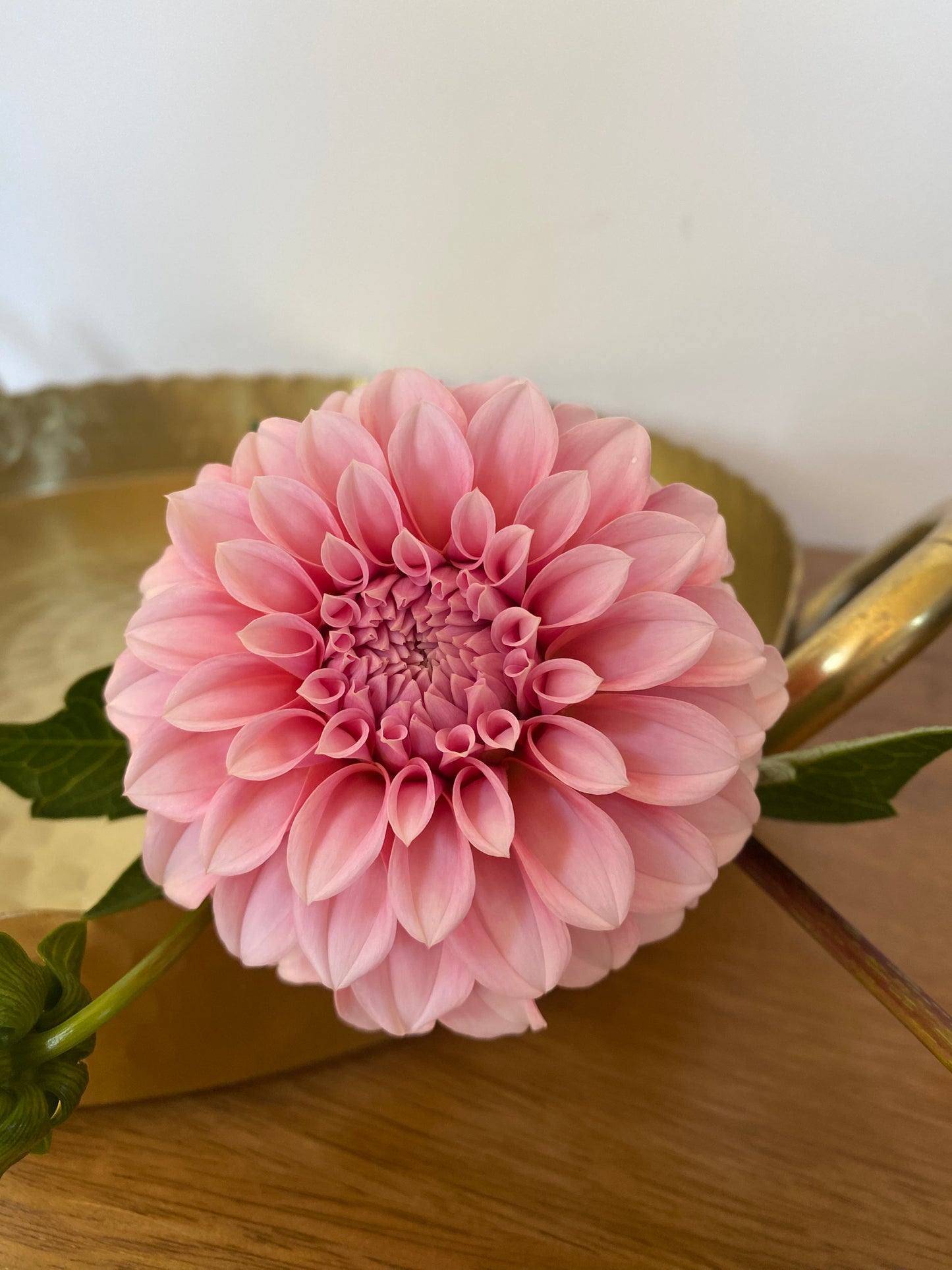 Peaches N Cream Dahlia Tuber