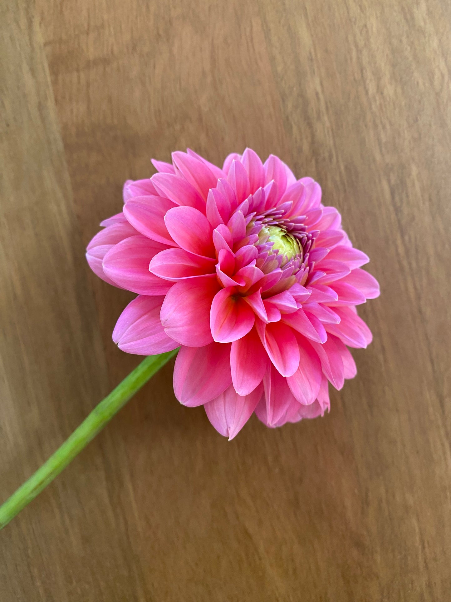 Pink Runner Dahlia Tuber