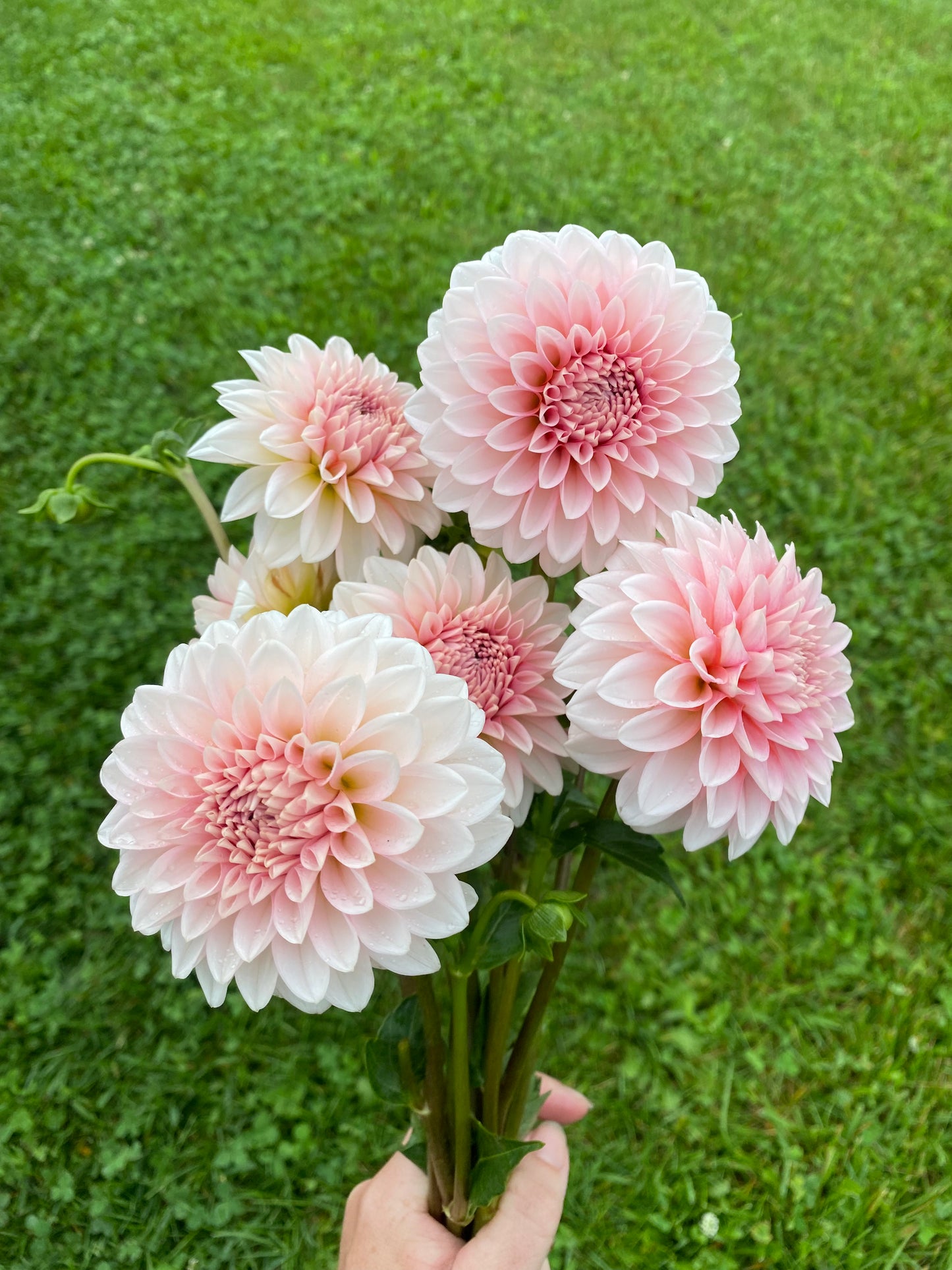RM Baby Girl Dahlia Tuber