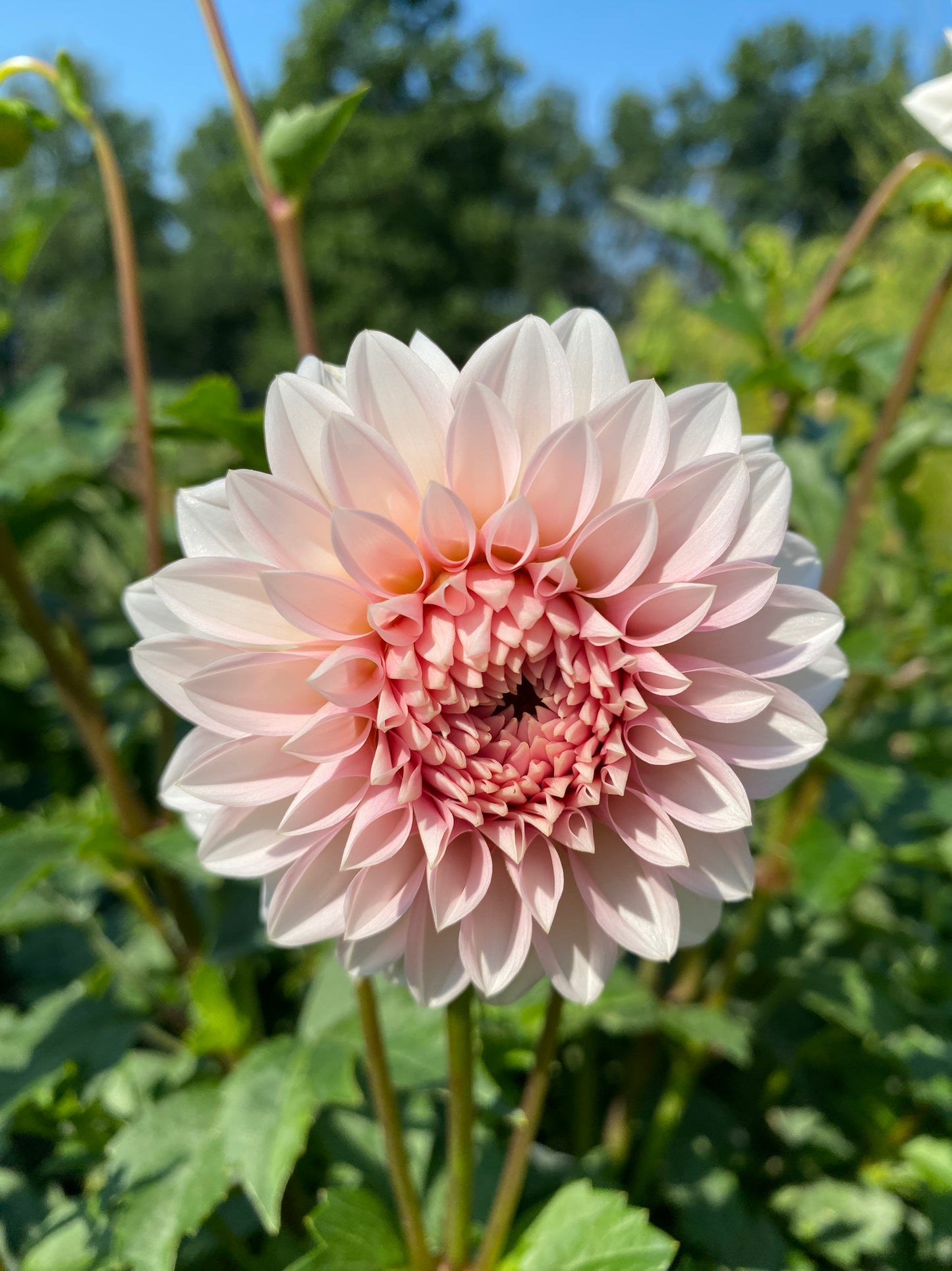 RM Baby Girl Dahlia Tuber