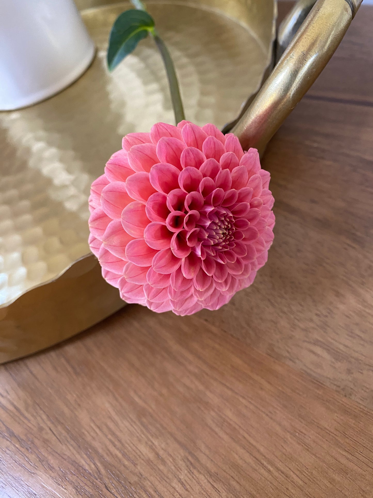 Rose Toscano Dahlia Tuber