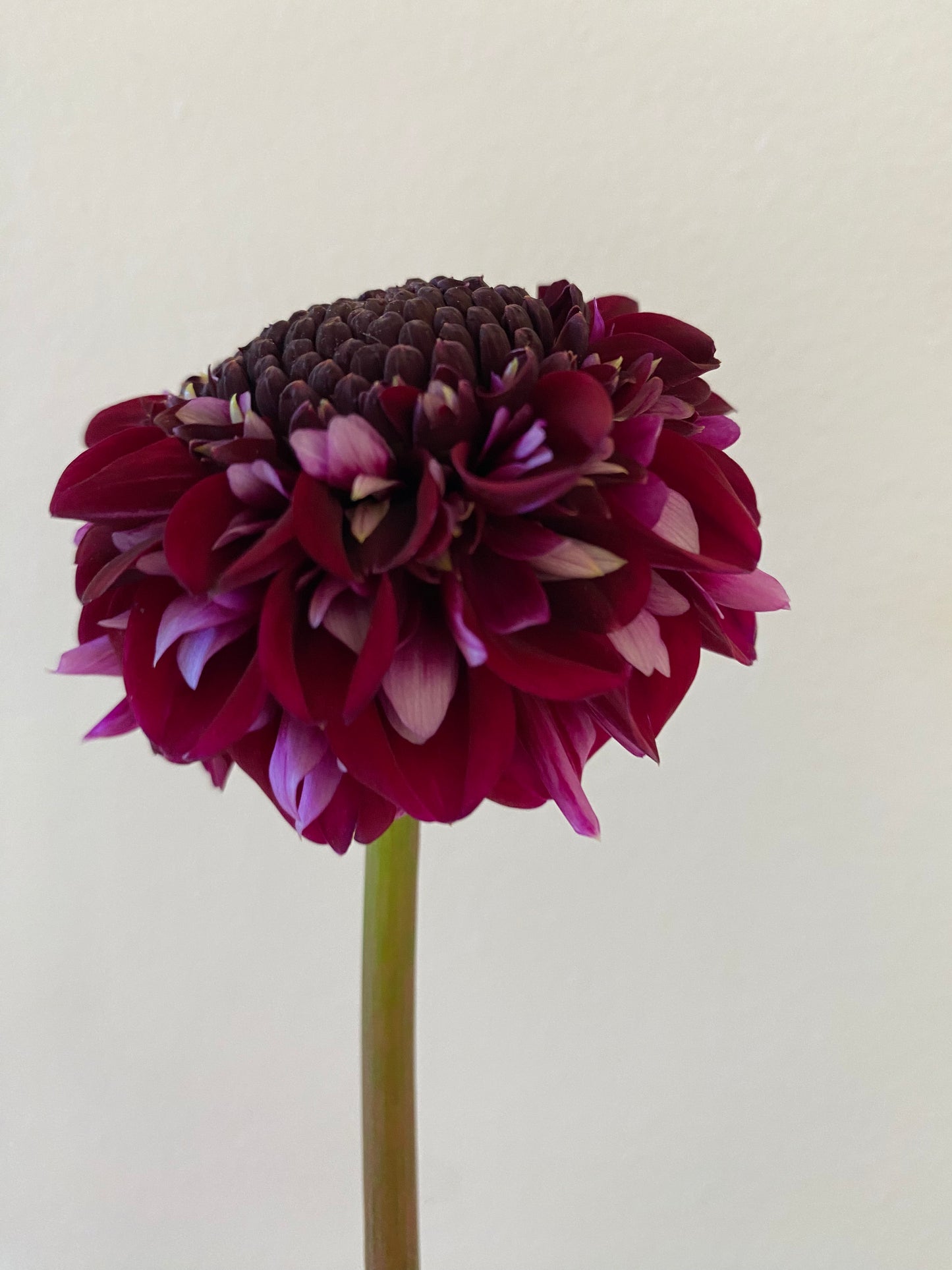 Rosie Raven Dahlia Tuber