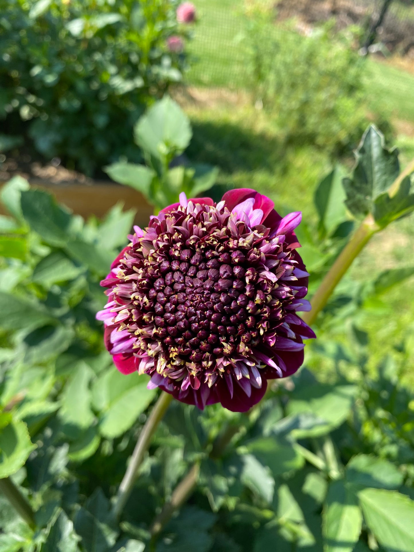 Rosie Raven Dahlia Tuber