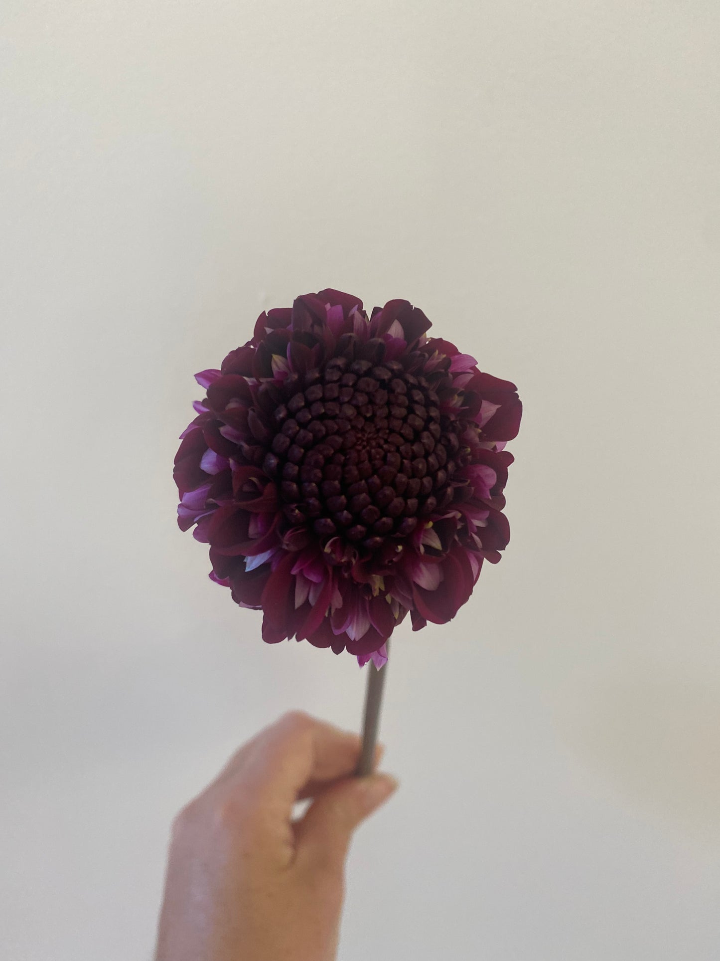 Rosie Raven Dahlia Tuber