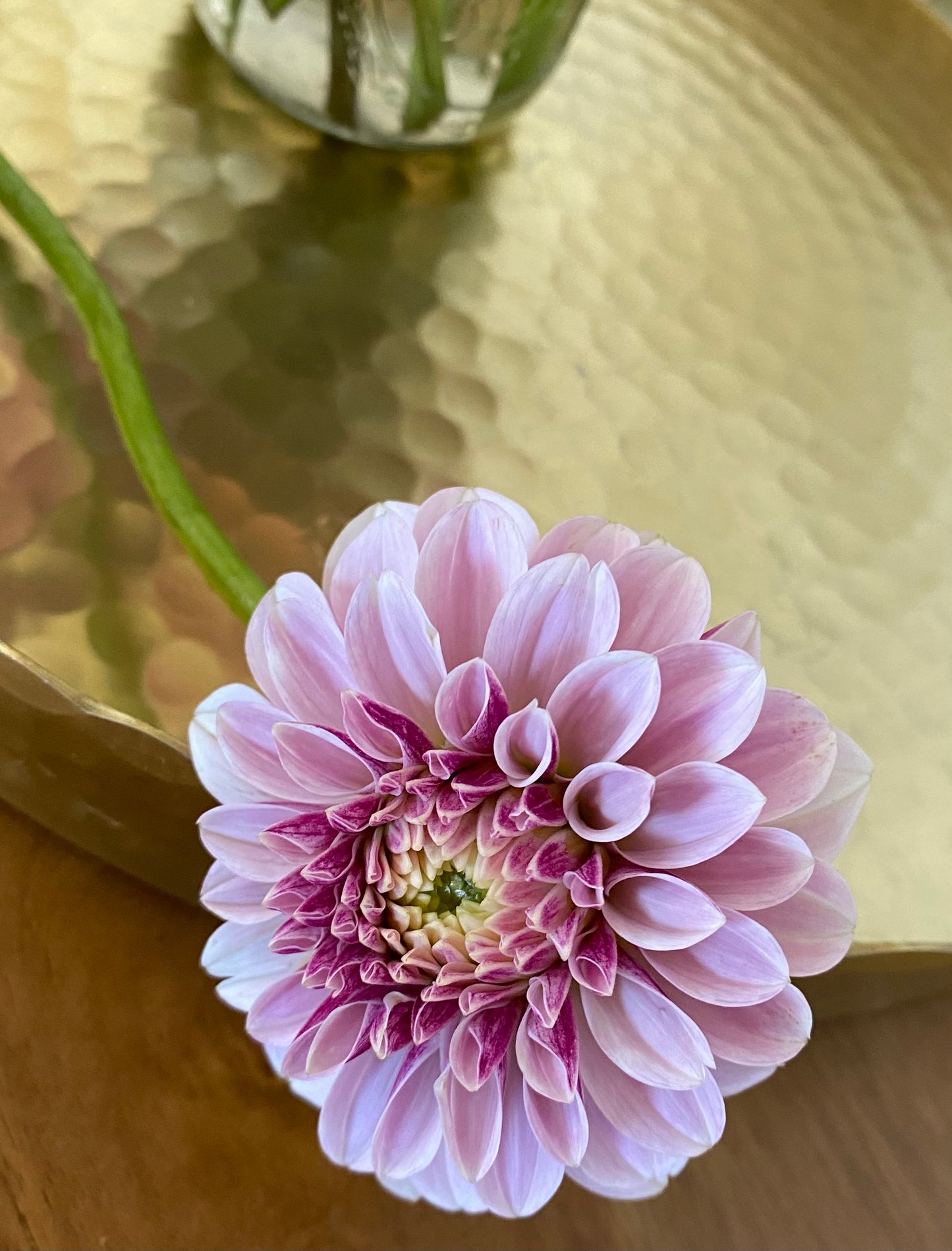 Salish Twilight Girl Dahlia Tuber