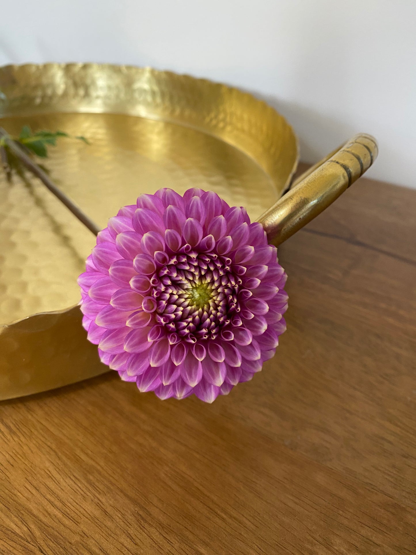 Skipley Spot of Gold Dahlia Tuber