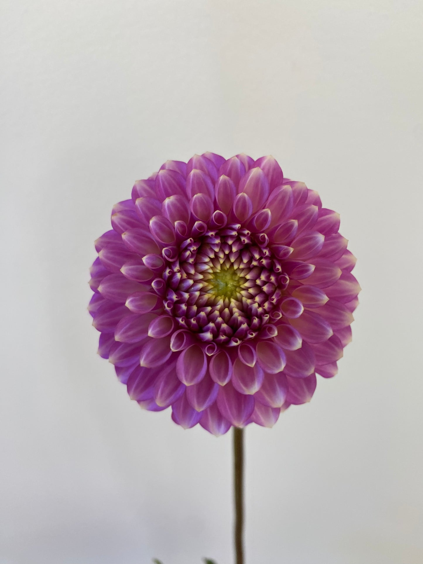 Skipley Spot of Gold Dahlia Tuber