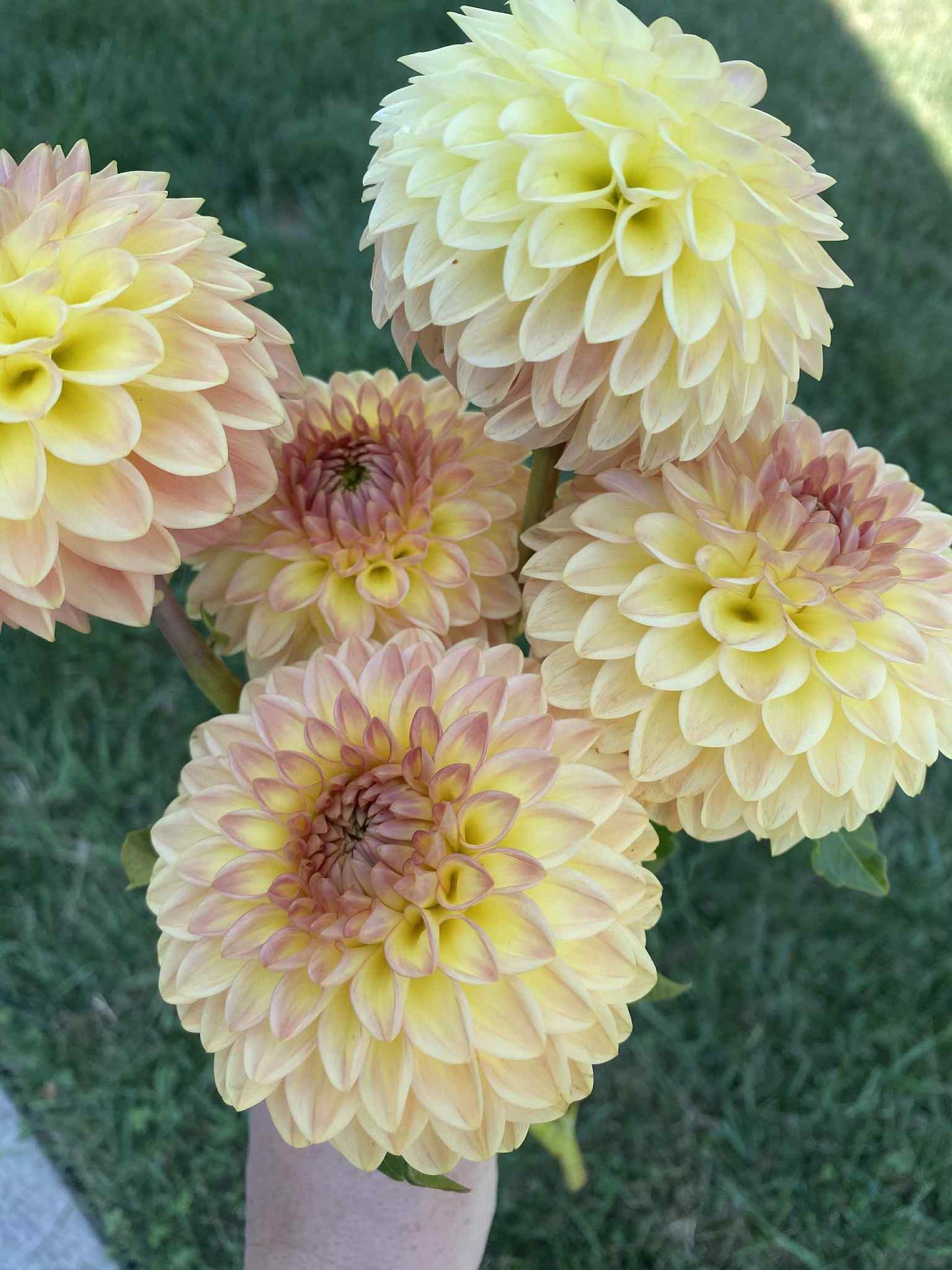 Suncrest Dahlia Tuber