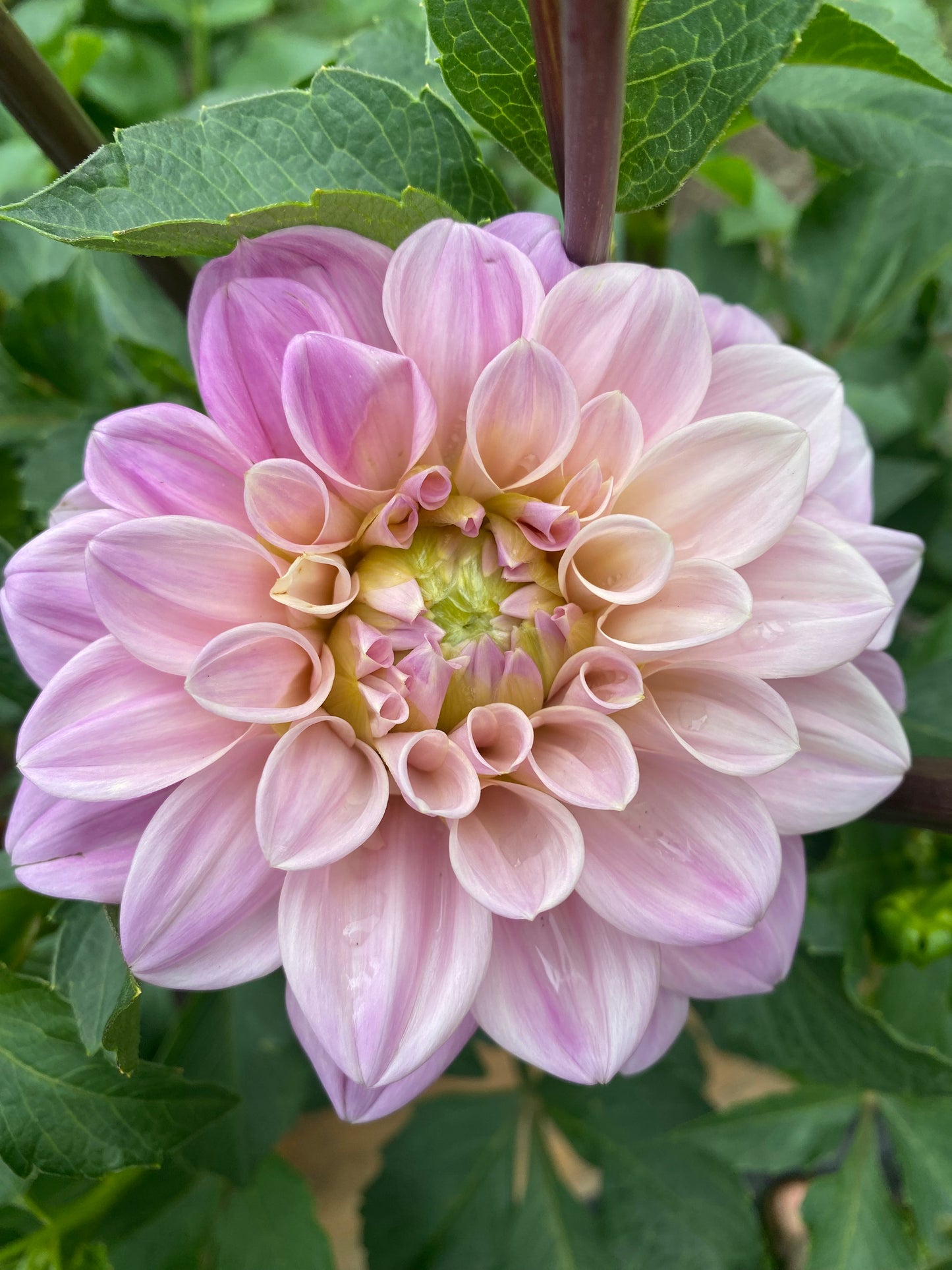 Sweet Nathalie Dahlia Tuber
