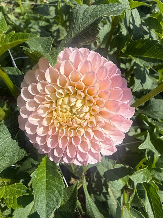 Camano Zoe Dahlia Tuber