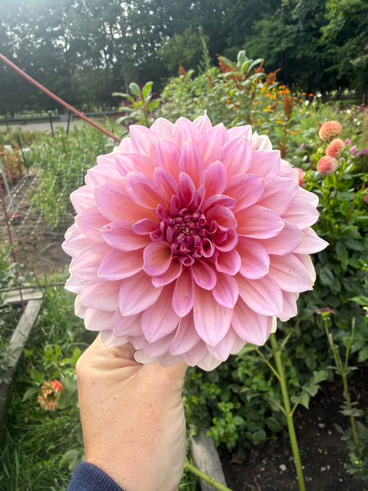 Beauty Queen Dahlia Tuber