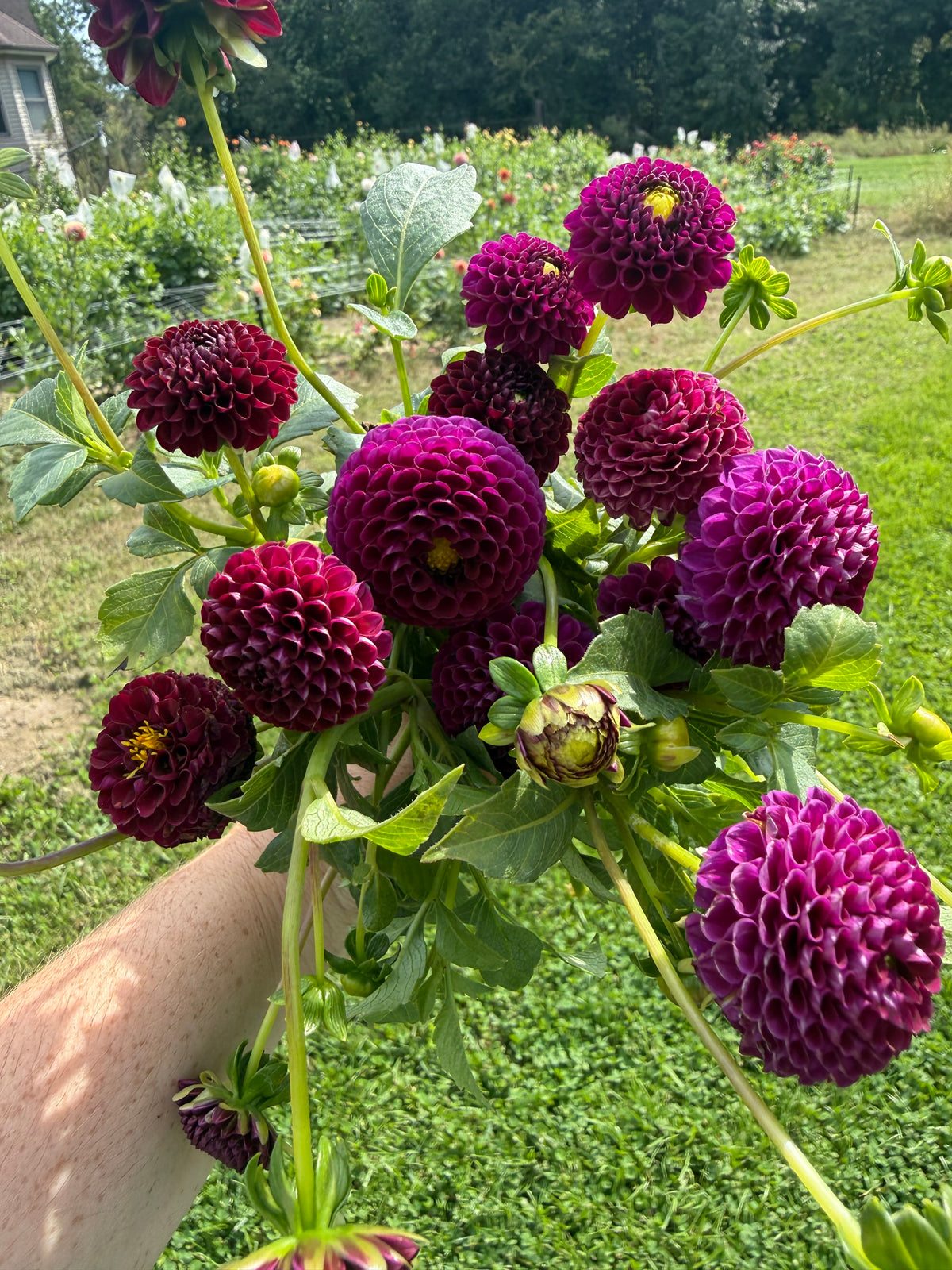 Moor Place Dahlia Tuber
