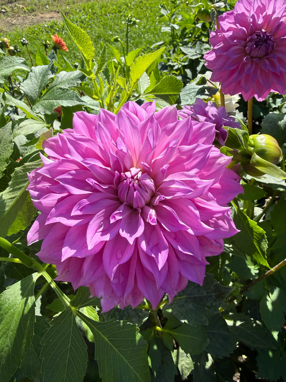 Berwyck Wood Dahlia Tuber