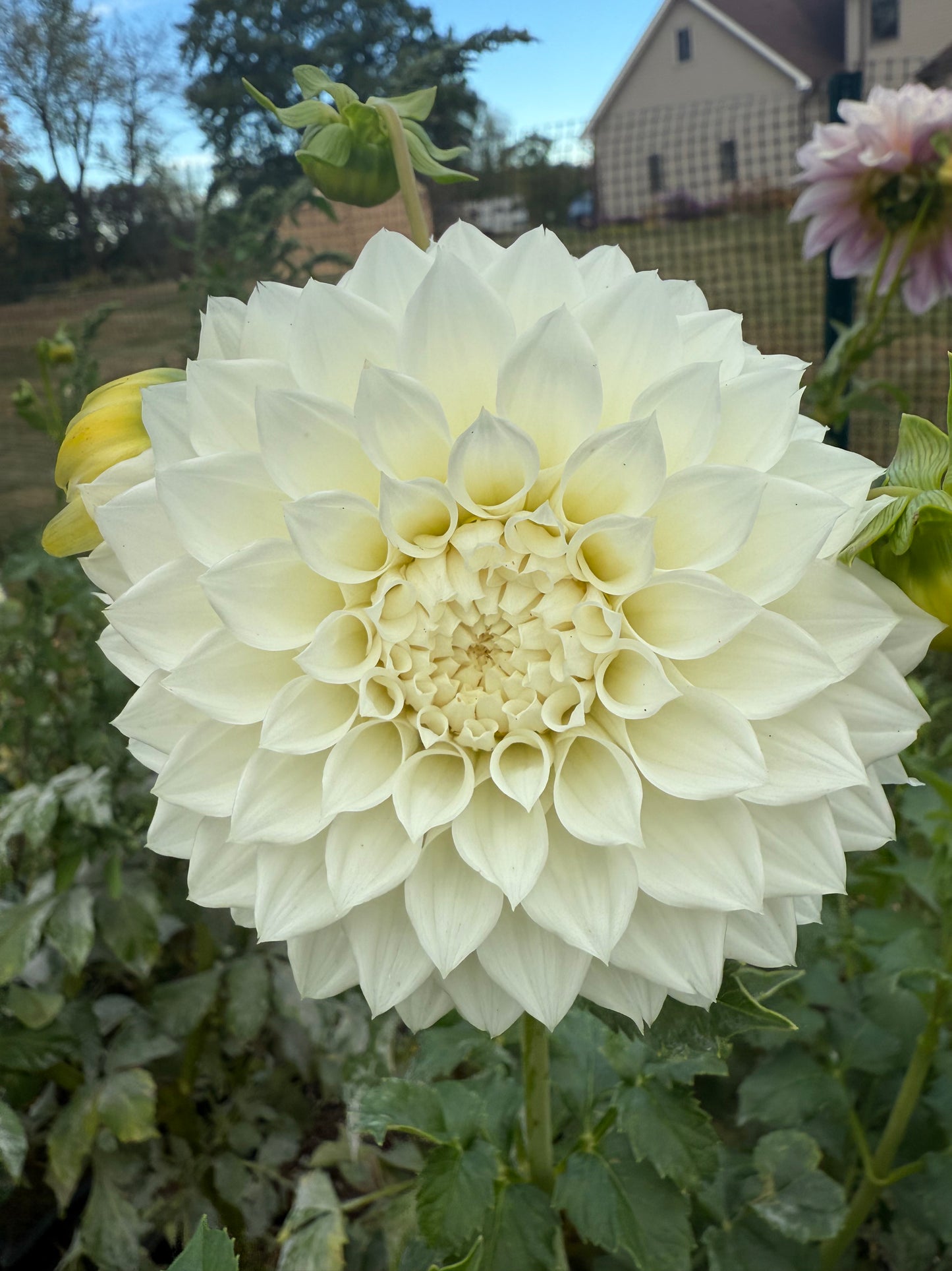 KA's® Bella Luna Dahlia Tuber