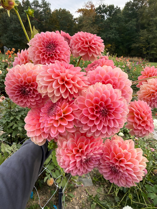 Pink Runner Dahlia Tuber