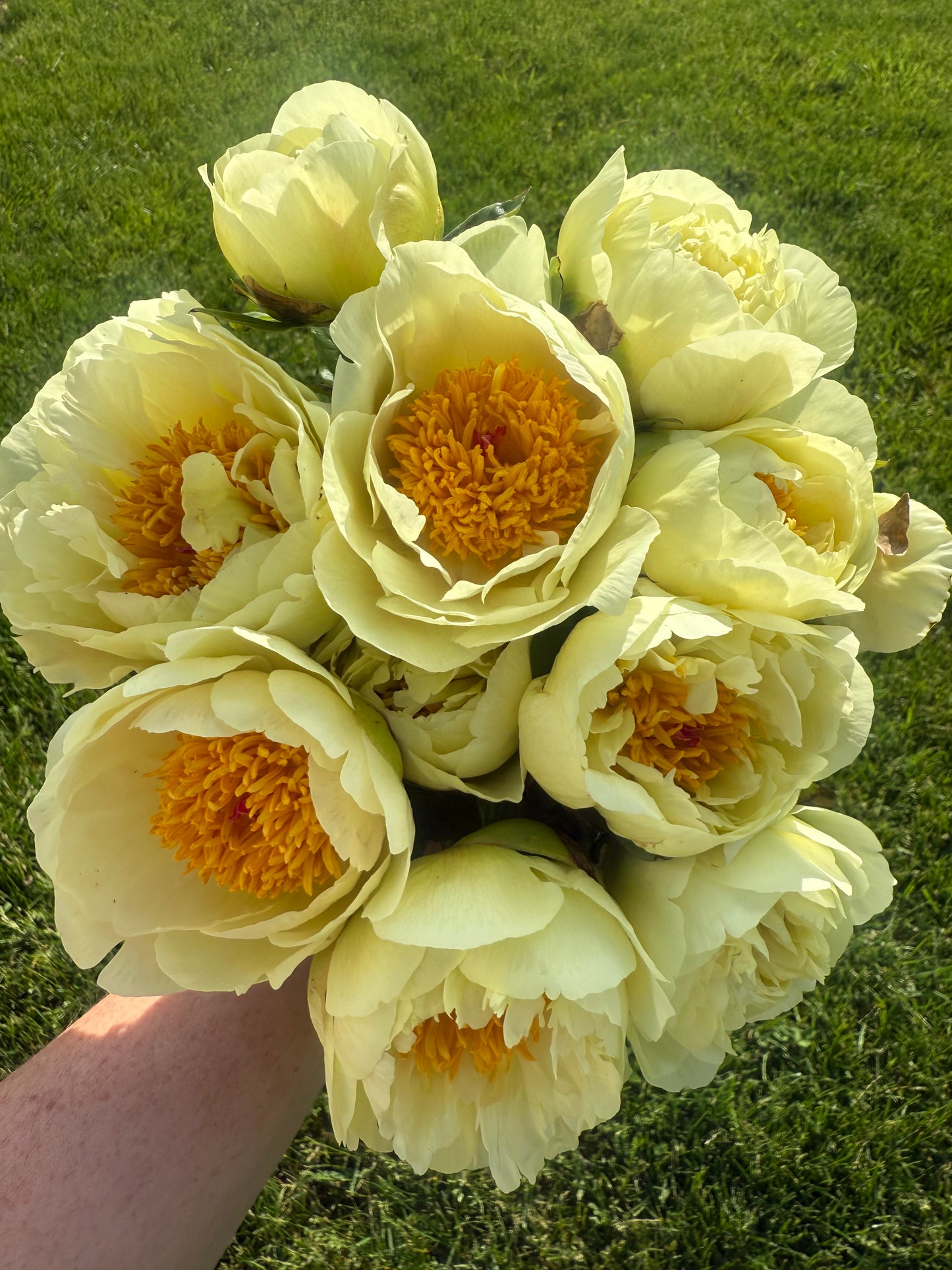 Lemon Chiffon Peony Root