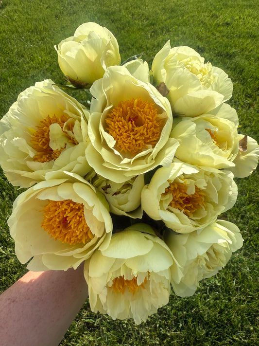 Lemon Chiffon Peony Root