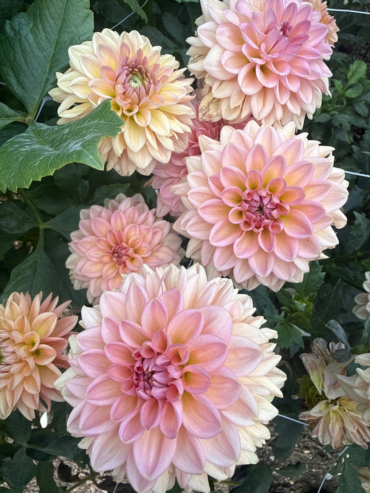 Lark's Ebbe Dahlia Tuber