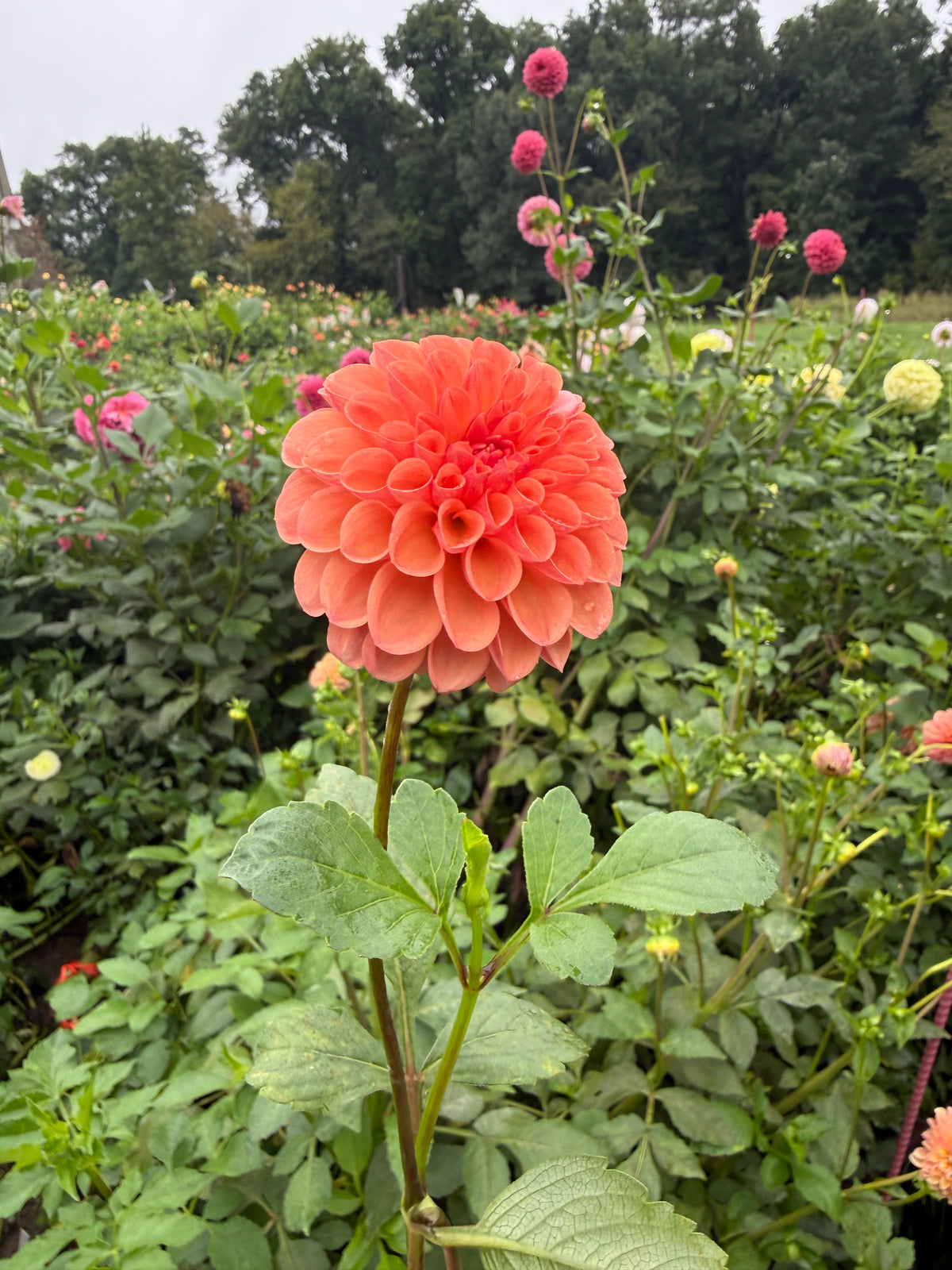 Florelie Angostura Dahlia Tuber