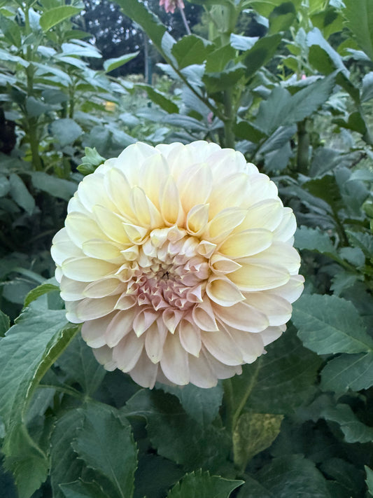 Coorabell Jessie Dahlia Tuber