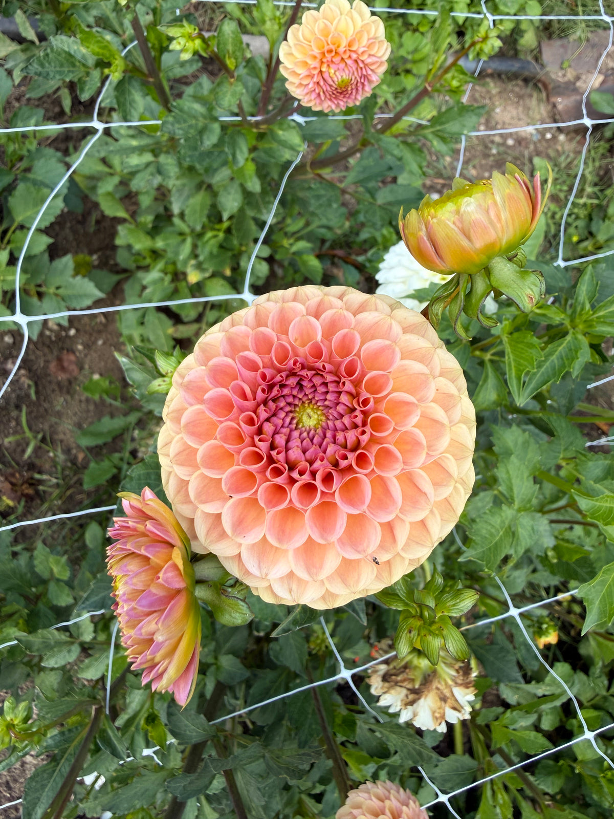 KA's® Honeycomb Dahlia Tuber