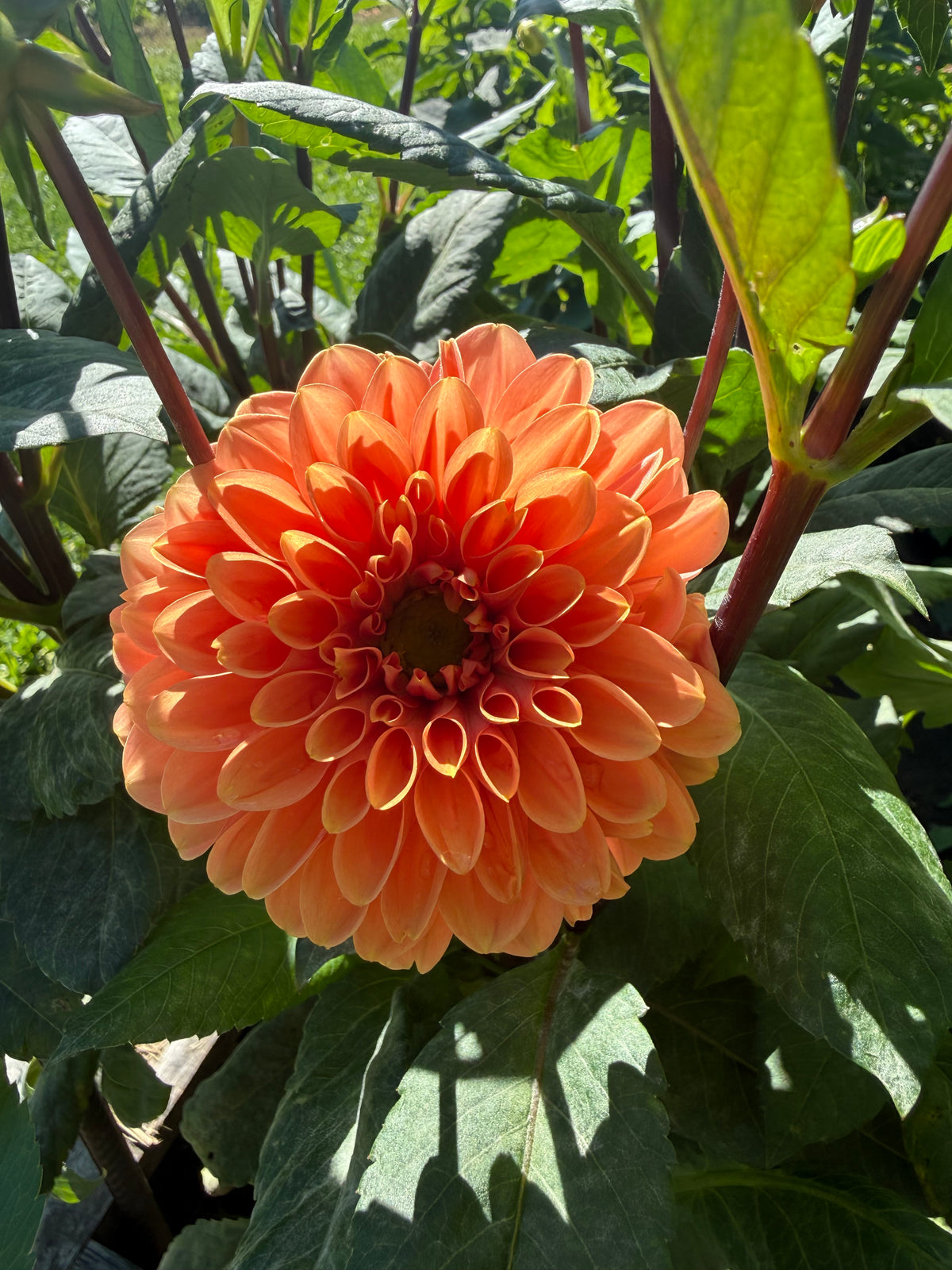 No ID: Orange