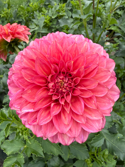 Devon Opaline Dahlia Tuber