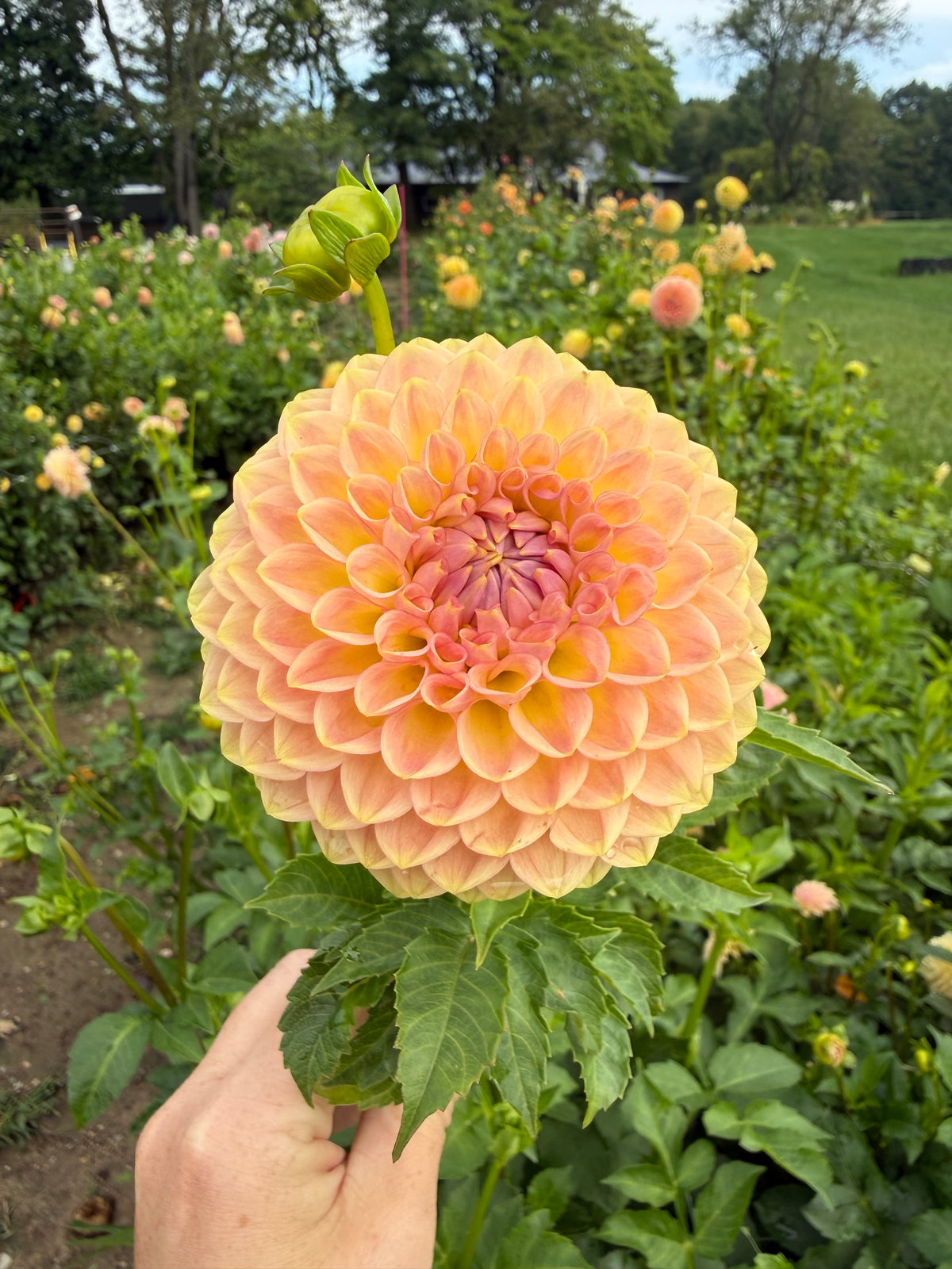 20th Avenue Softer Peach Dahlia Tuber