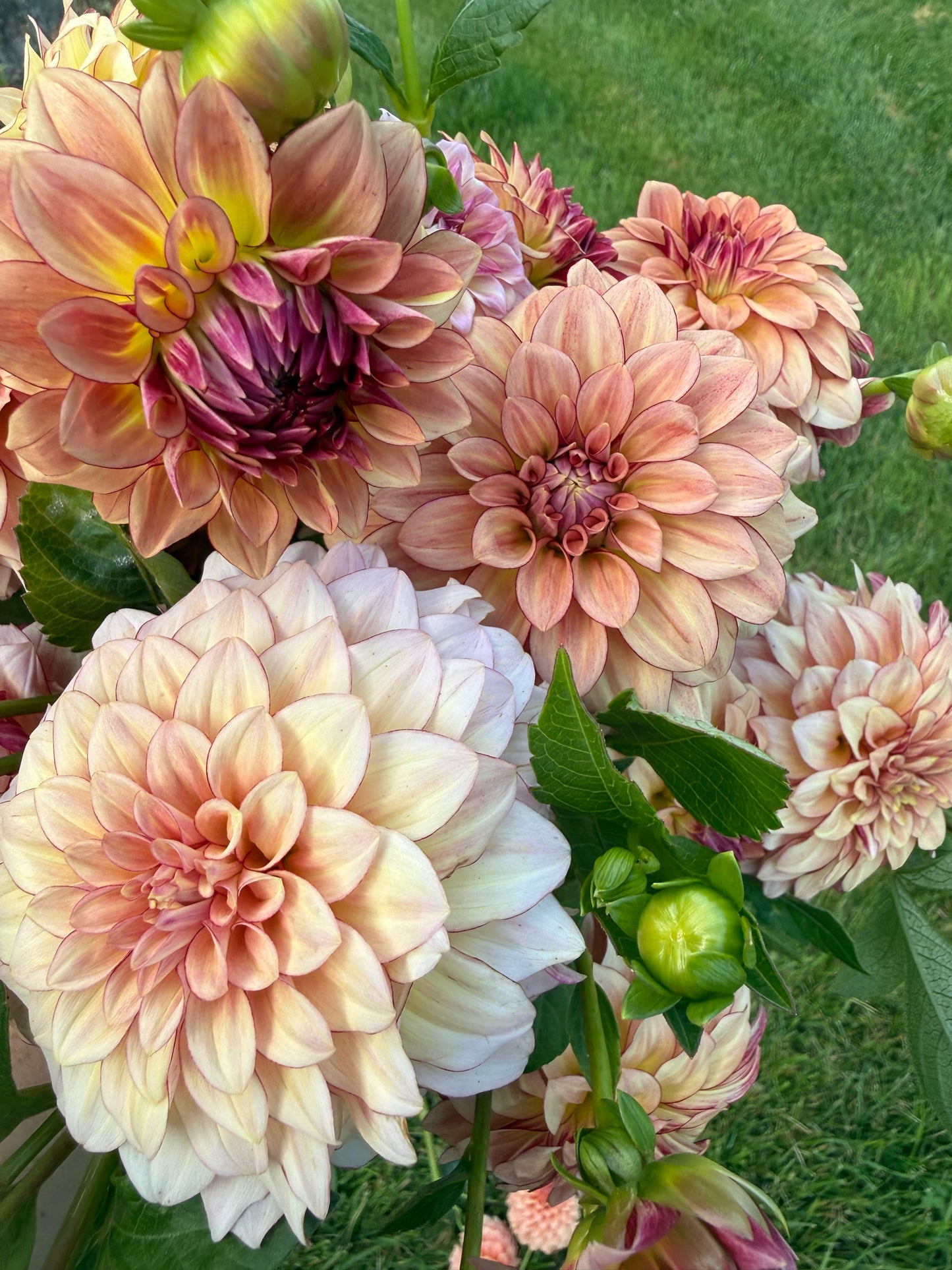 KA's® Mocha Katie Dahlia Tuber