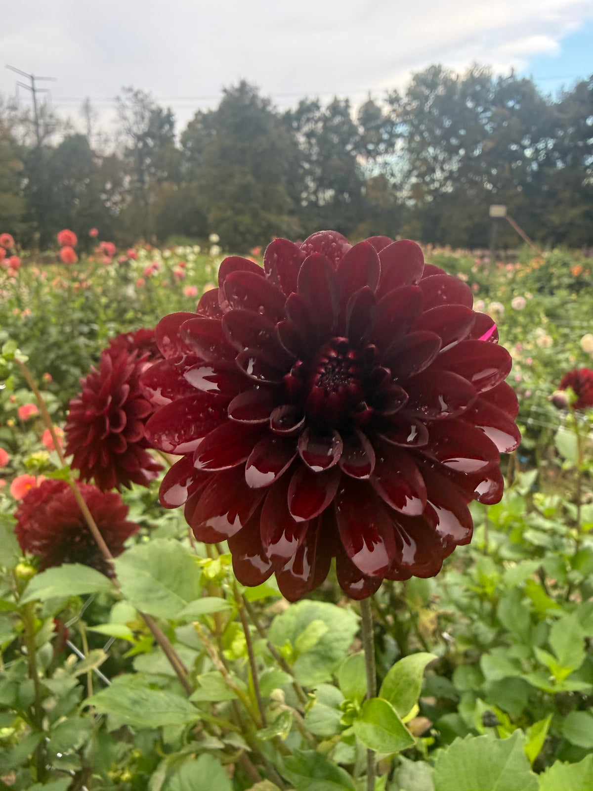 No ID Burgundy Dahlia Tuber