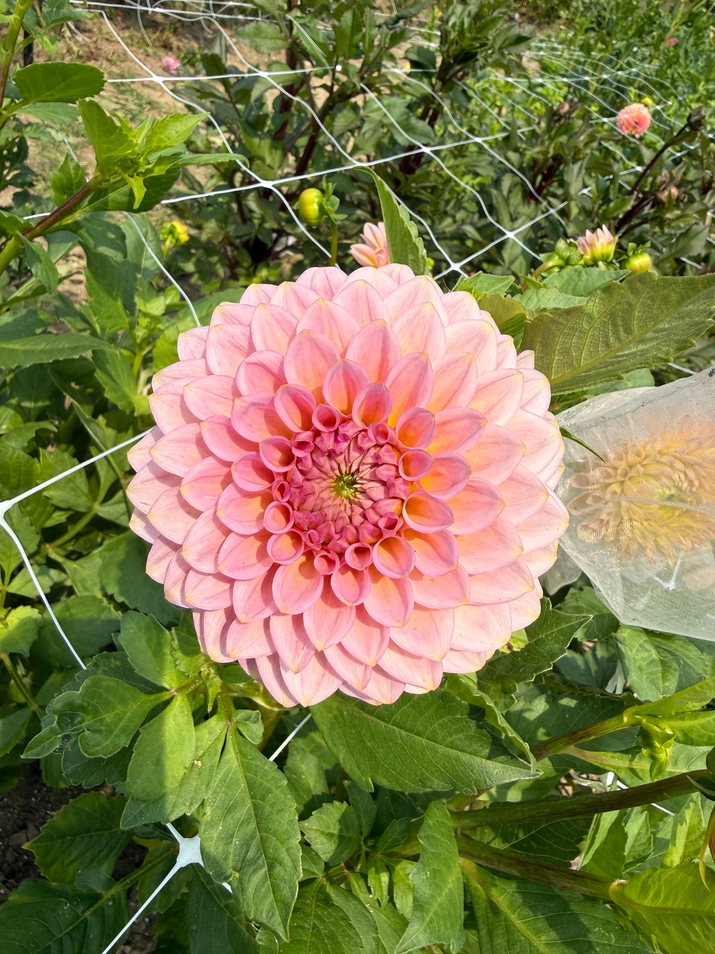 20th Avenue Pink Cloud Dahlia Tuber