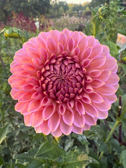 Westerton Pearl Dahlia Tuber