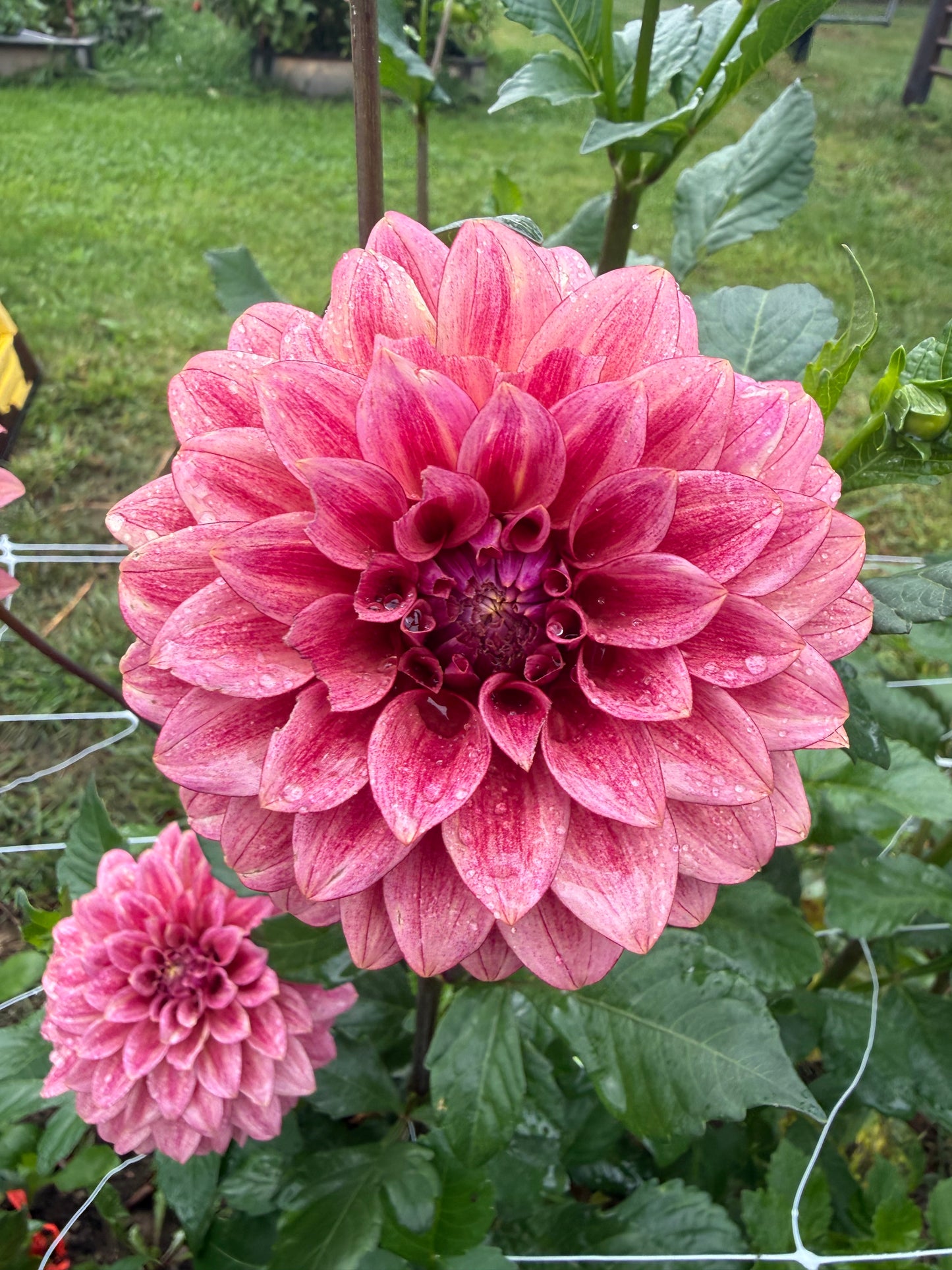 RM Smokeshow Dahlia Tuber