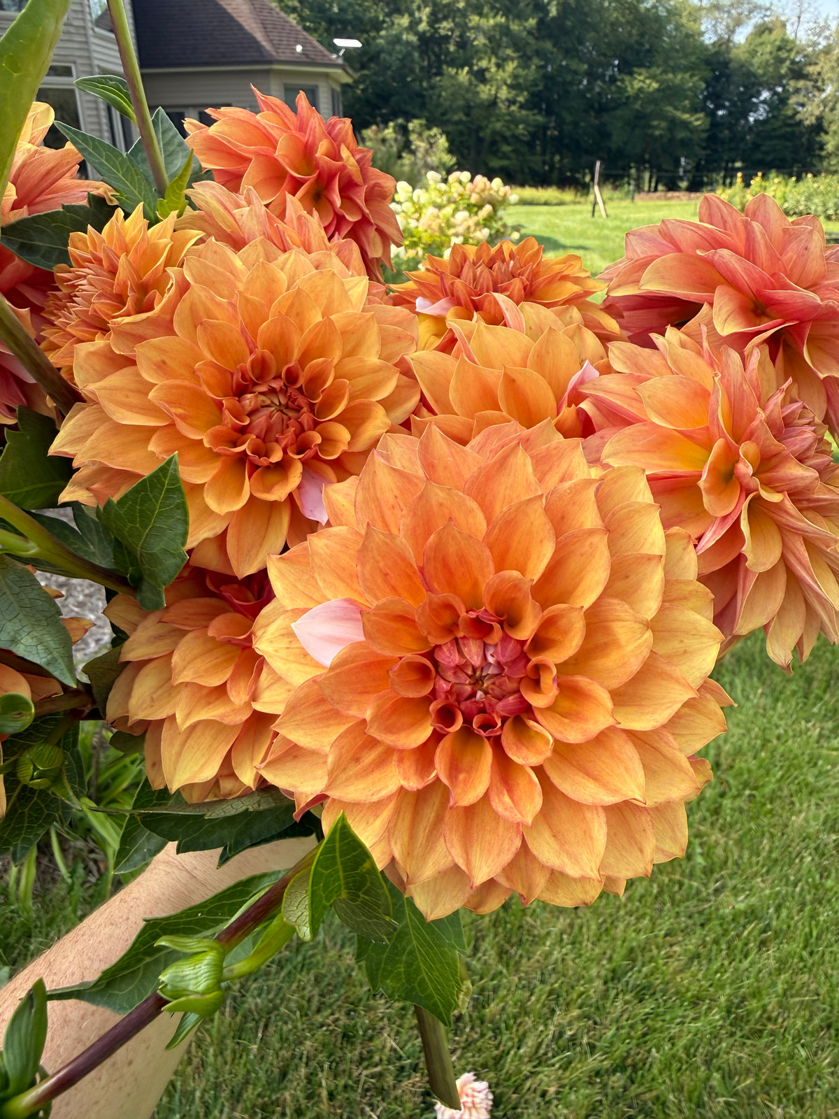 Lee's Ginger Fleck Dahlia Tuber