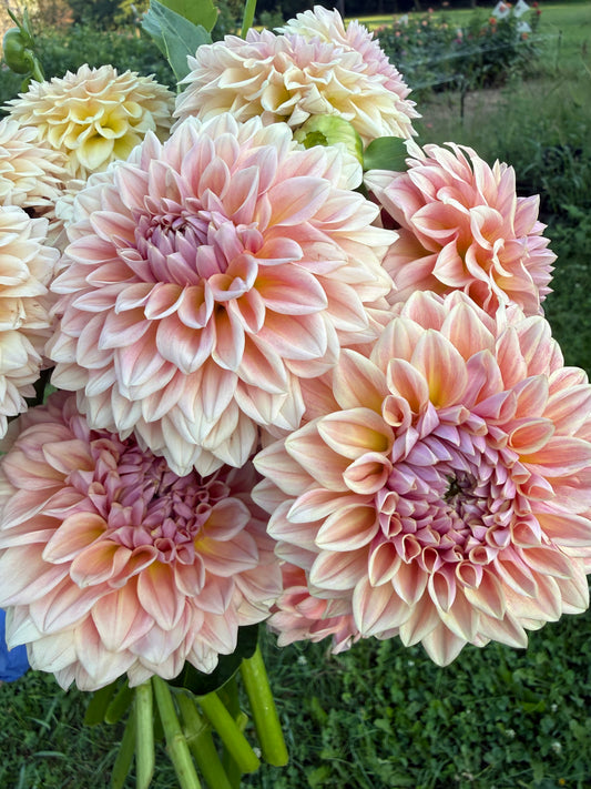 RM Summer Haze Dahlia Tuber