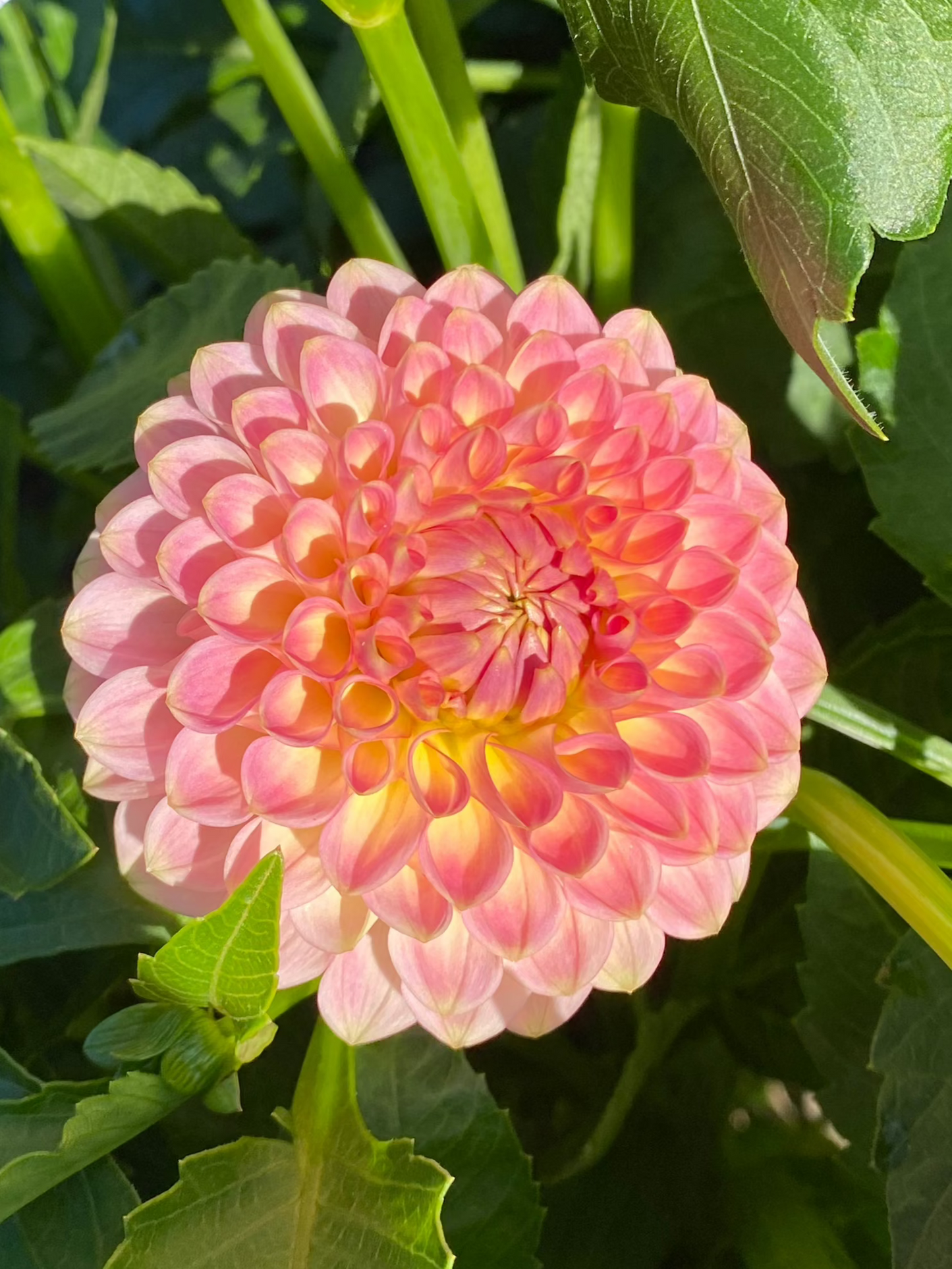 20th Avenue Softer Peach Dahlia Tuber *Building Stock*