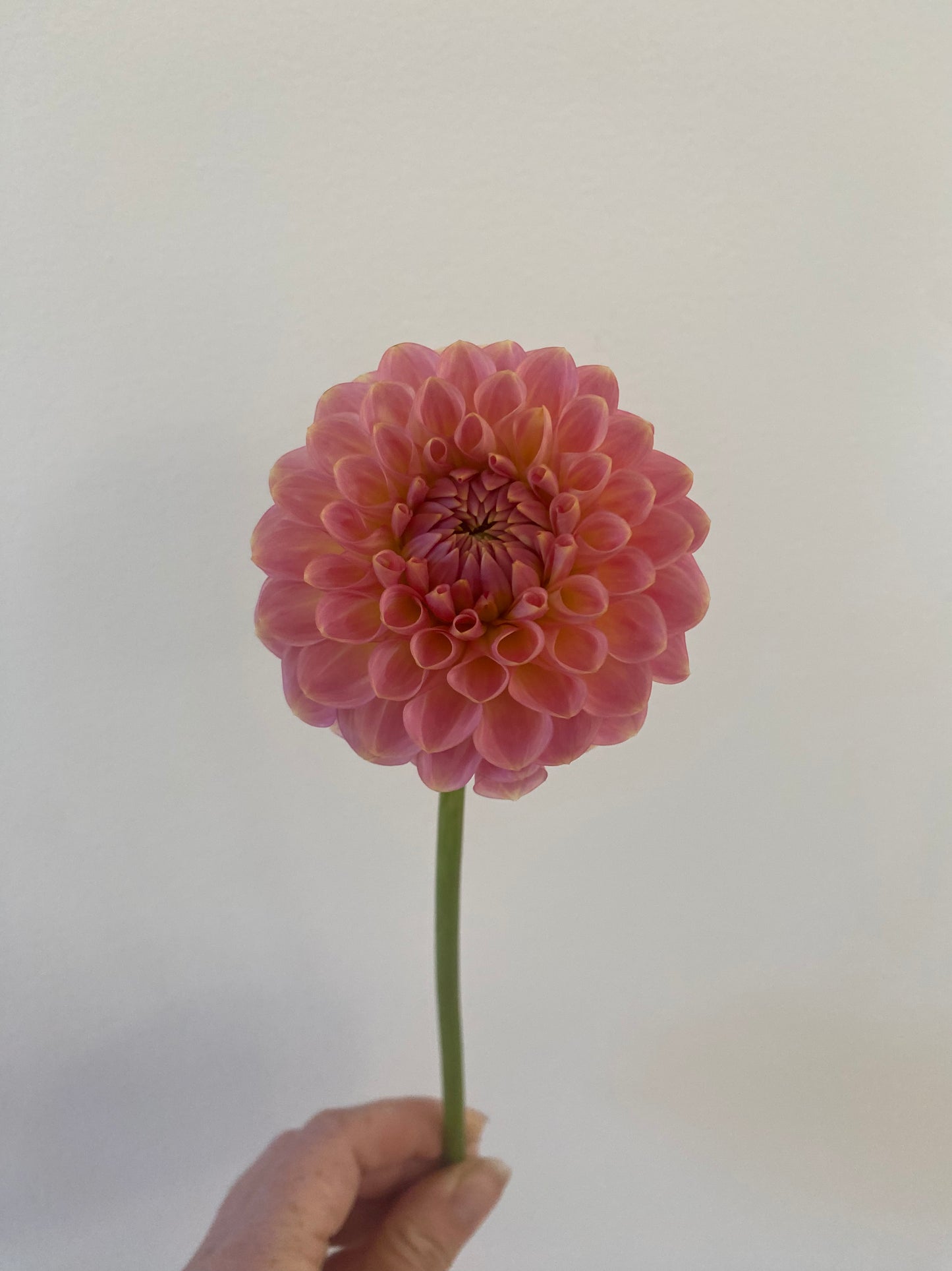 20th Avenue Softer Peach Dahlia Tuber *Building Stock*