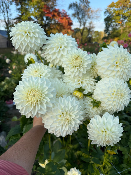 Blizzard Dahlia Tuber