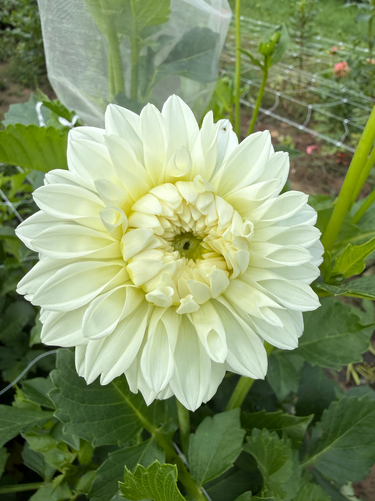 Blizzard Dahlia Tuber