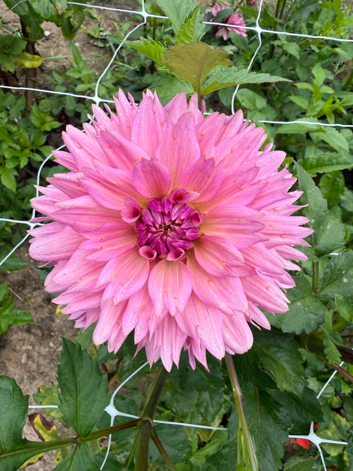 La Belle Epoque Dahlia Tuber