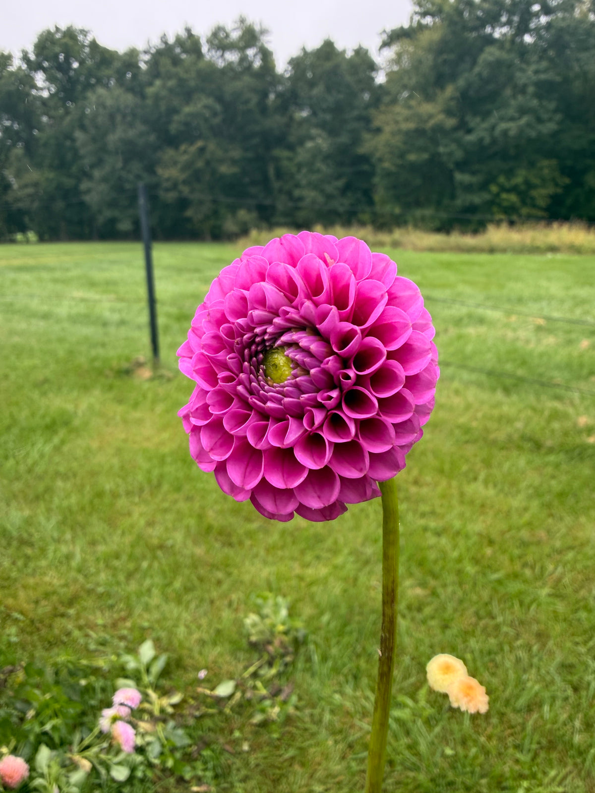 Florelie Hailey Dahlia Tuber