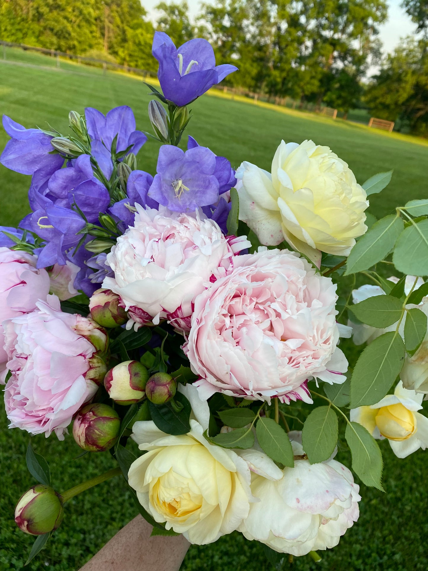 Sara Bernhardt Peony Root