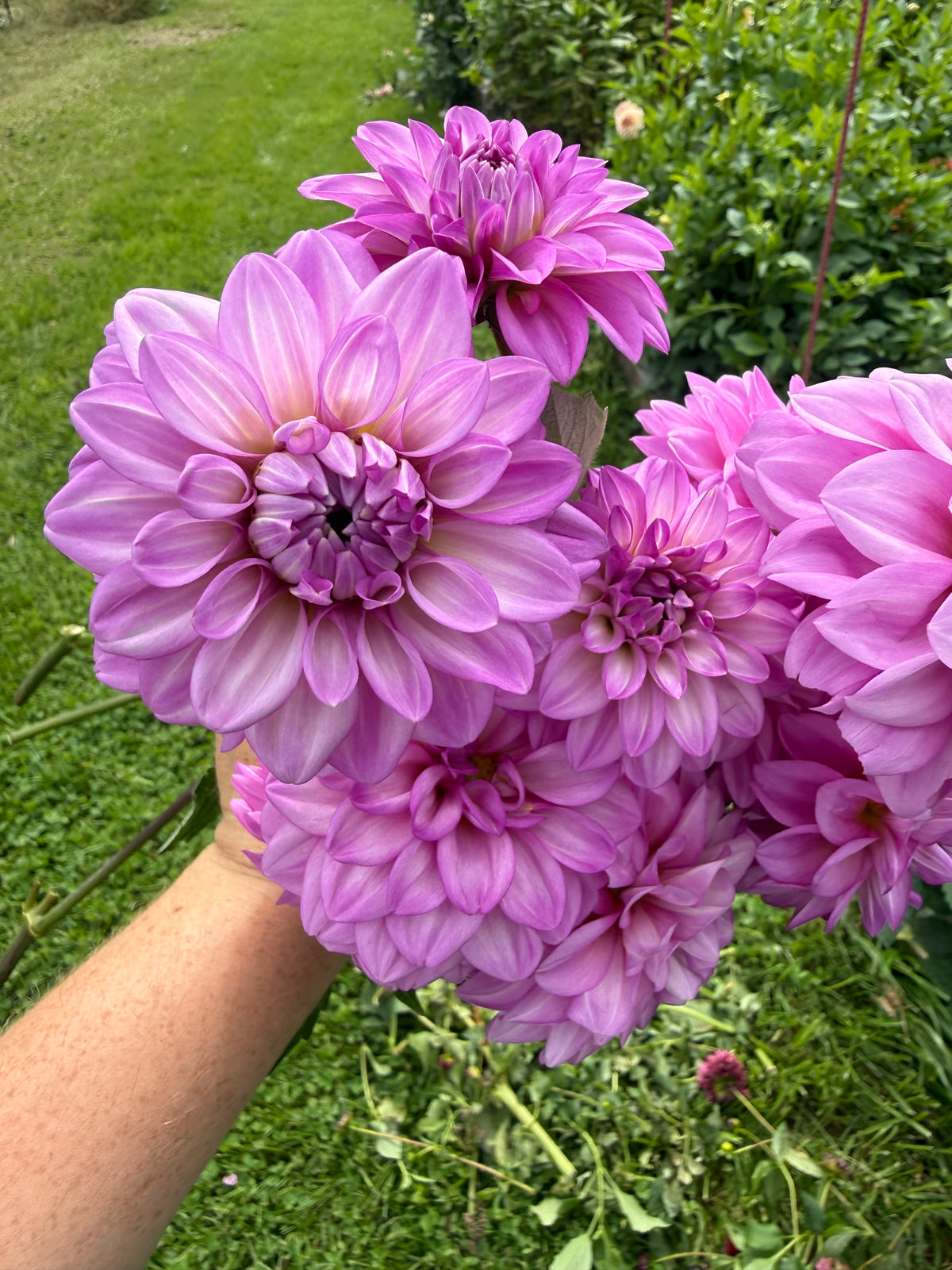 No ID Purple Dahlia Tuber
