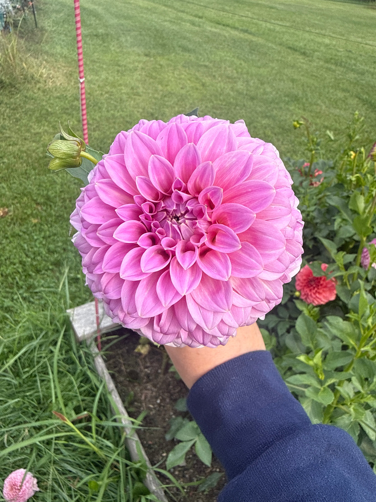 Bracken Sequel Dahlia Tuber