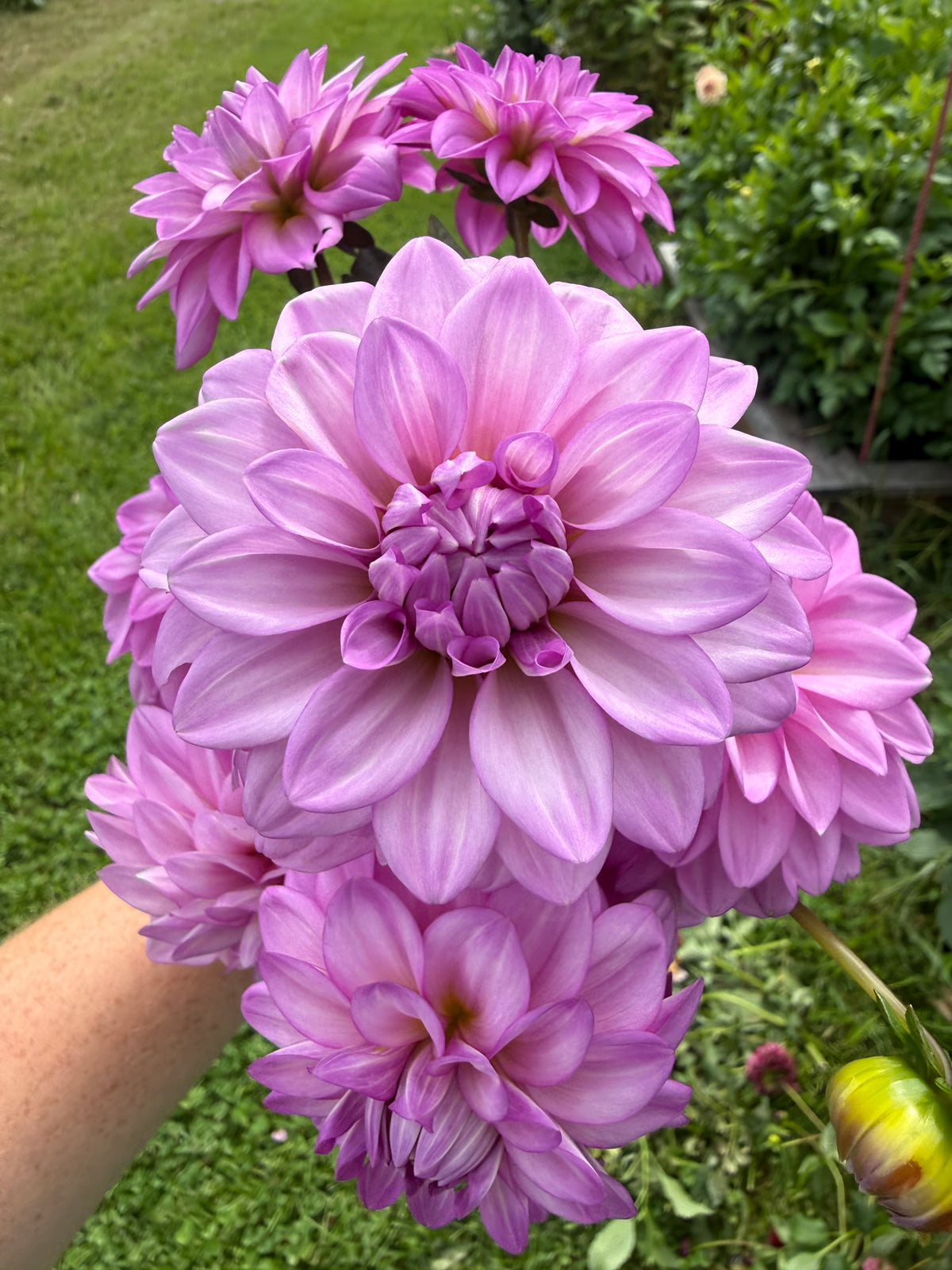 No ID Purple Dahlia Tuber